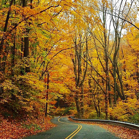 Road in Autumn