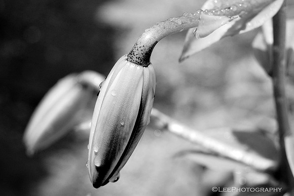 Ready To Bloom