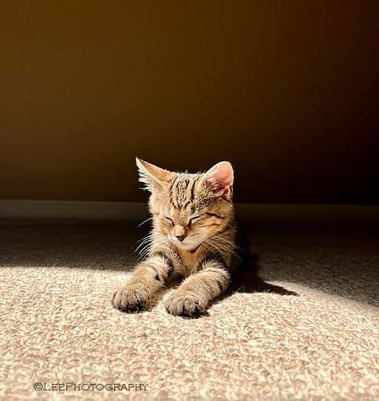 Mojo Finds The Sunny Spot