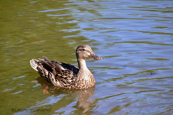 Mama Duck