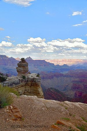 Grand Canyon South Rim-Duck On A Rock