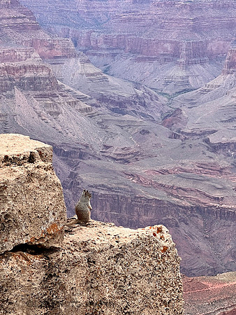 Squirrel Eye View Grand Canyon
