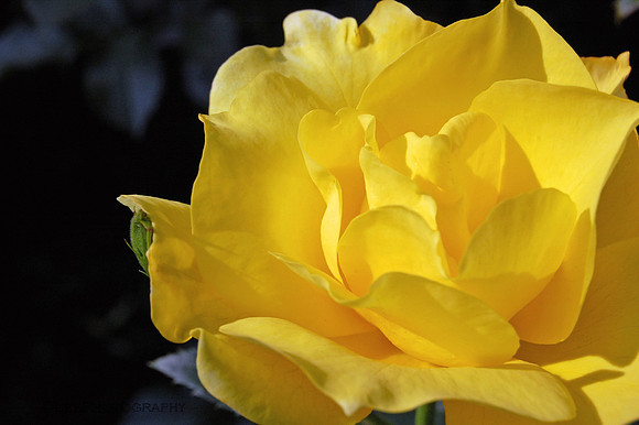 Yellow Rose