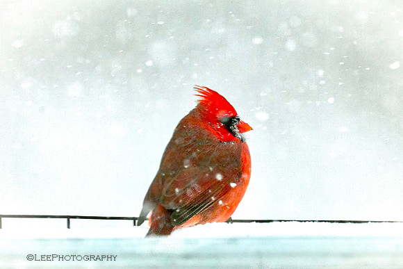 Cardinal In Winter