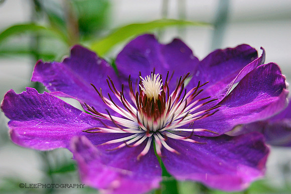 Summer Clematis