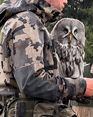 Mr. Fiddich, the great grey owl