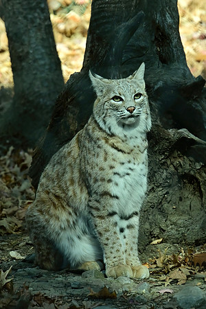 Lakota Wildlife Preserve