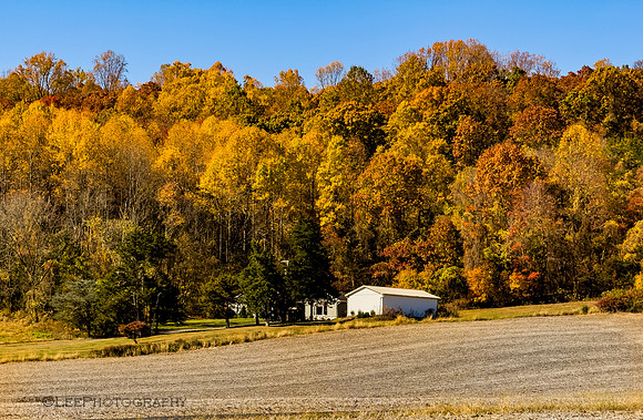 Golden Hues in Autumn