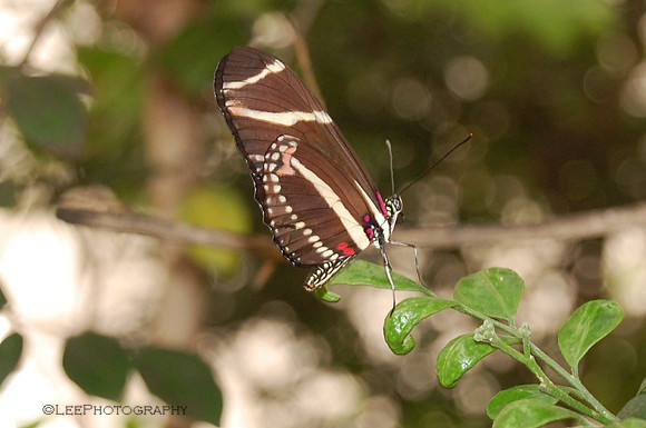 Butterfly Poses
