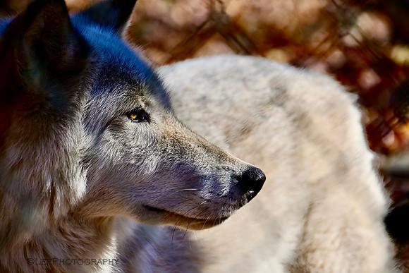 Lakota Wildlife Preserve