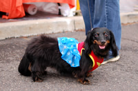 Dachshund As Wonder Woman