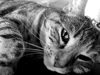 One Chill Kitty