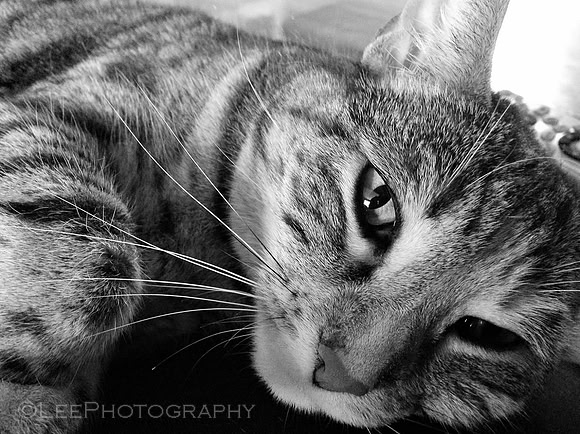 One Chill Kitty