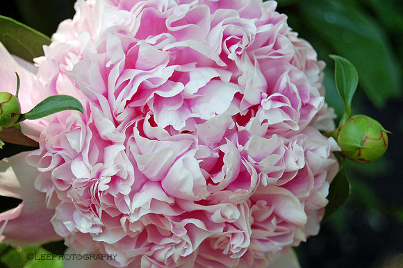 Pink Peony, "Sarah Bernhardt'
