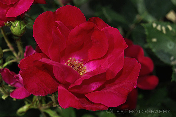 Red Rose