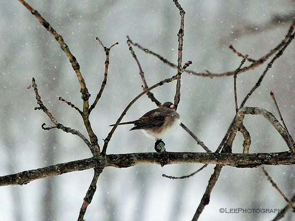 One Bird