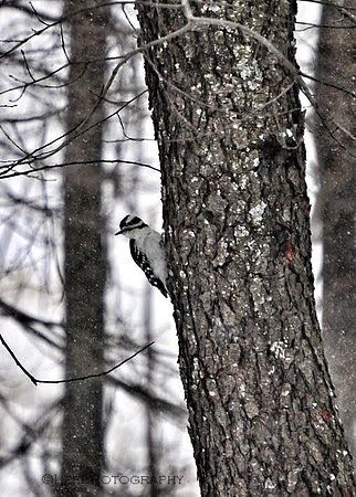 Woodpecker