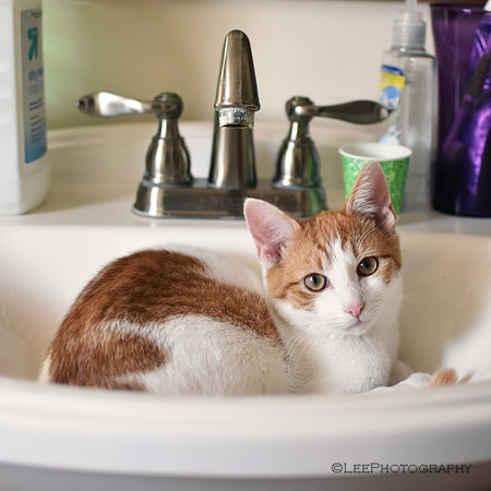 Cat In Sink