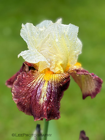 Bi Color German Iris