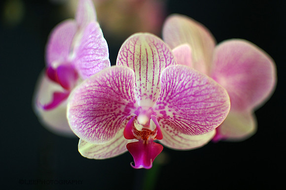 Pink Orchid
