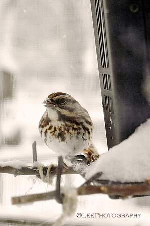 Snowy Bird