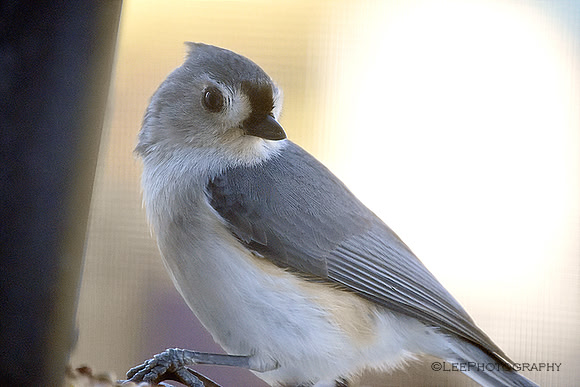 Birds in Spring
