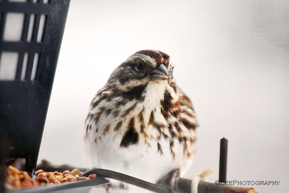 Birds in Spring