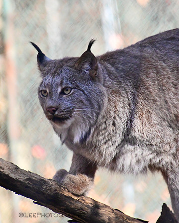 Lakota Wildlife Preserve