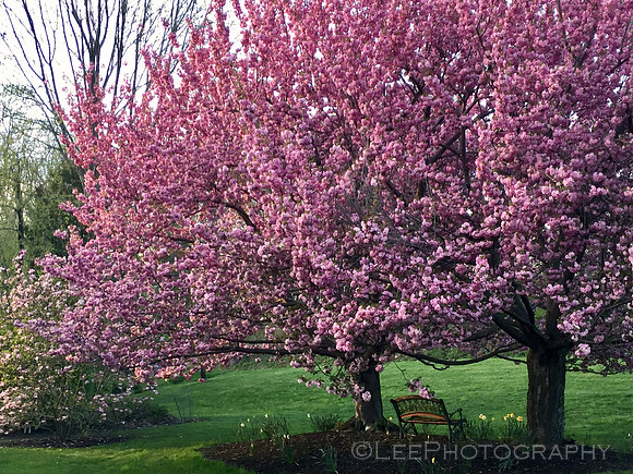 Flowering Kwanzan Cherry Trees