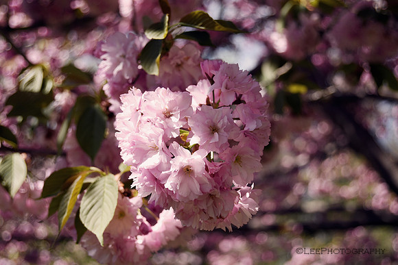 Flowering Kwanzan Cherry Blossom