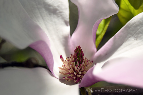 Magnolia blossom up close