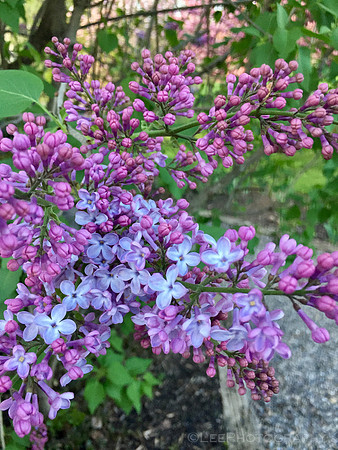 Lilacs begin to emerge