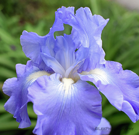 Bearded irises after the rain