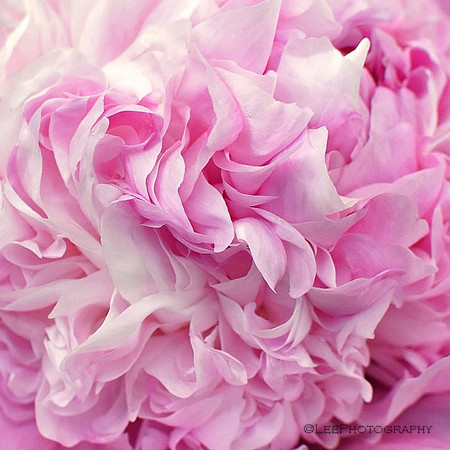 Pink Peony Up Close