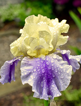 Bearded irises after the rain