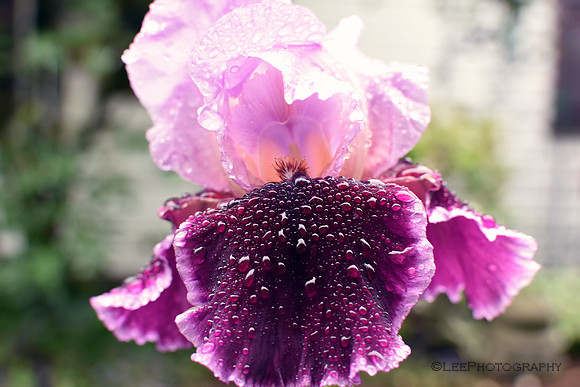 Bearded irises after the rain