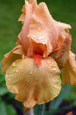 Bearded iris after the rain.