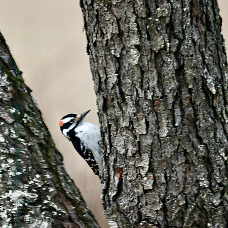 Woodpecker in Winter