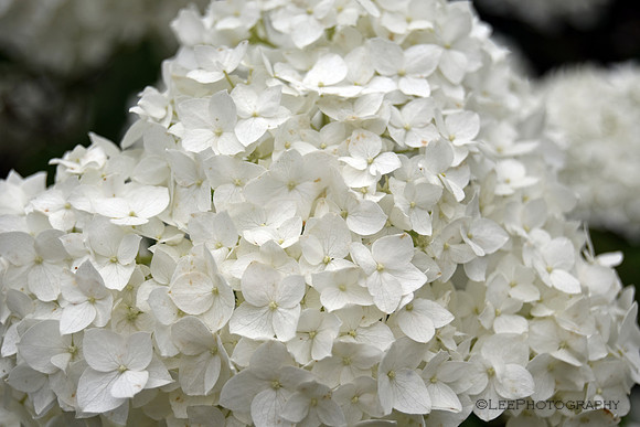 Hydrangea, "Annabelle"