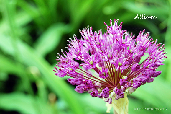 Allium