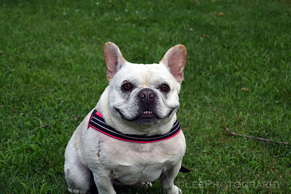 Millie, the French Bulldog.