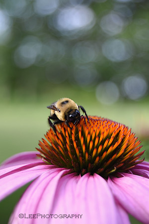 Happy Bee