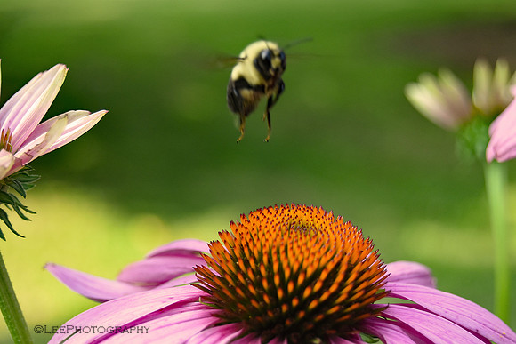 Happy Bee