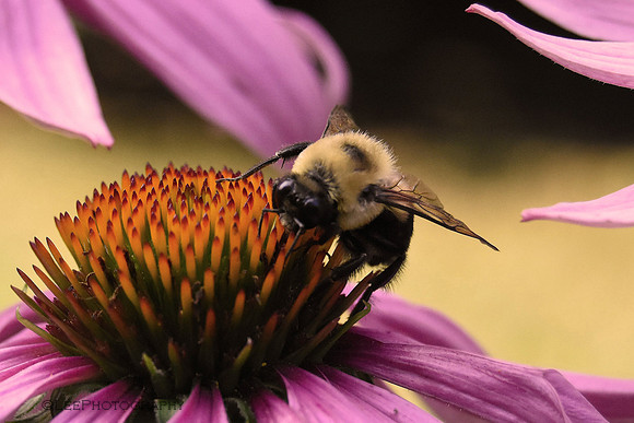 Happy Bee