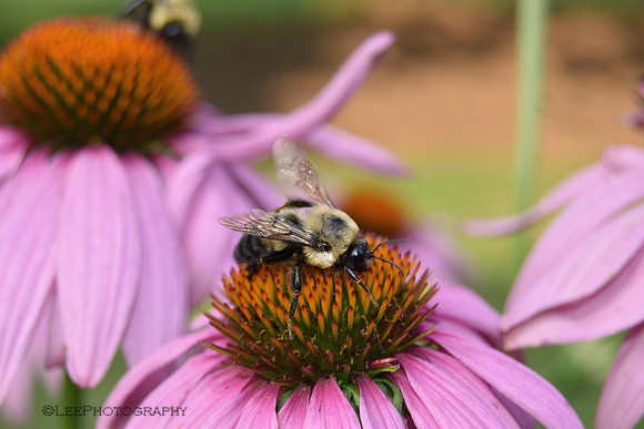Happy Bee