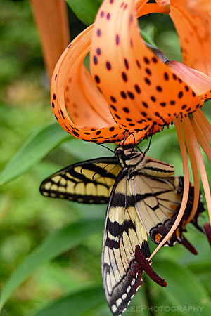 Acrobatic Butterfly