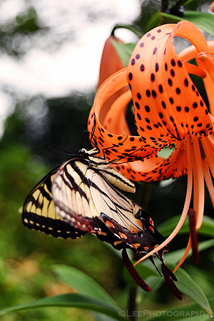 Acrobatic Butterfly