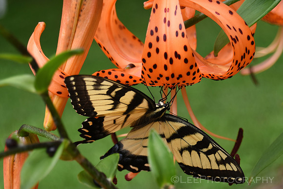 Acrobatic Butterfly