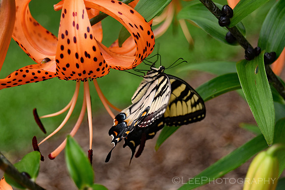 Acrobatic Butterfly