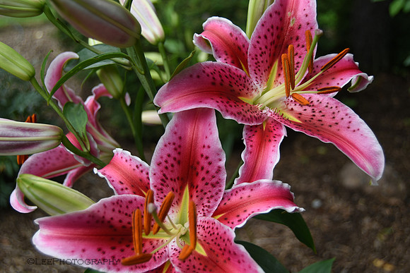 Stargazer Lilies